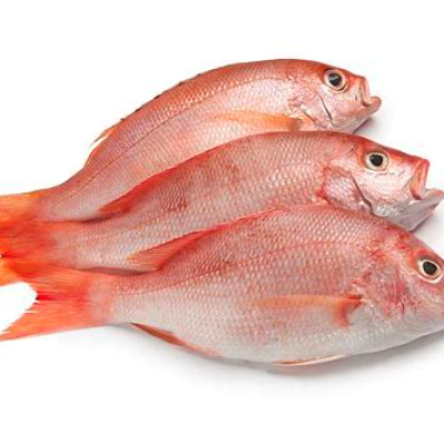 red Snapper